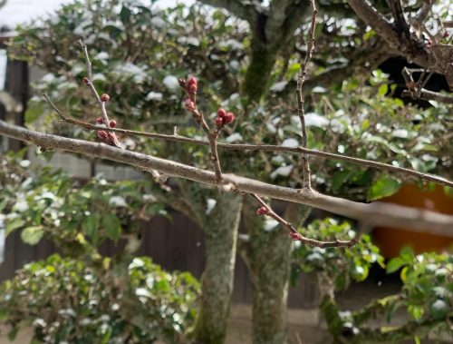 . 【紅梅】 商品名の由来になった、梅の木”紅梅” 今年も蕾がつきました。 来年も綺麗な花が見れるといいなぁ。 寒い日にホッコリとした時間。